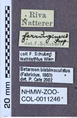 Etikett zu Betarmon bisbimaculatus (Fabricius, 1803)